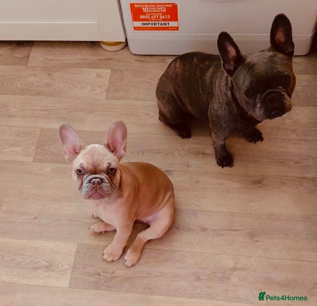 French Bulldog dogs for sale: KC reg French bulldog boy for rehoming  - Image 5