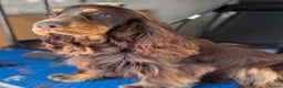 Cocker Spaniel dogs for sale: KC Show Type Cocker Spaniels - Advert 19