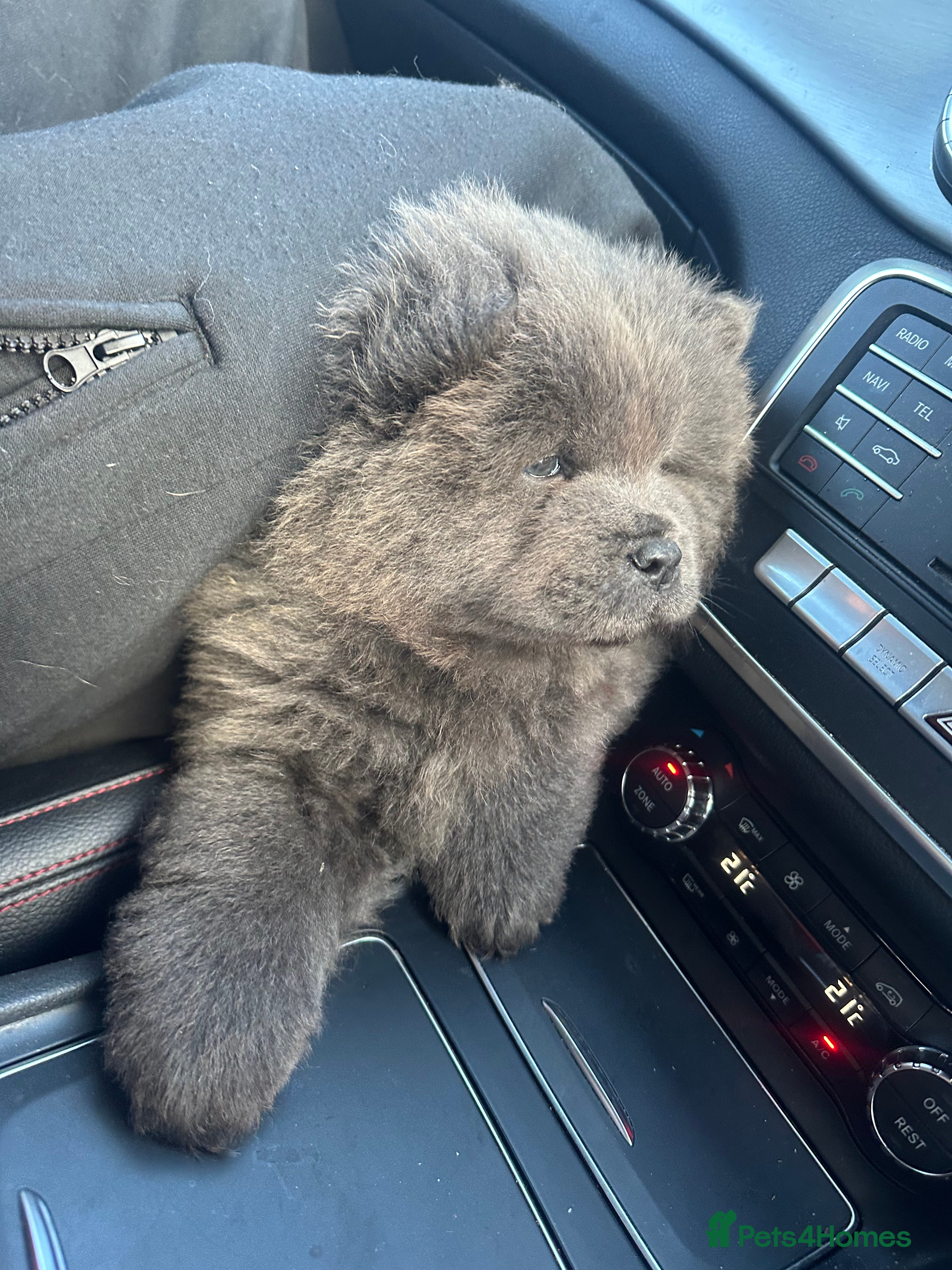 Chow Chow dogs Chow chow babies  - Advert 1