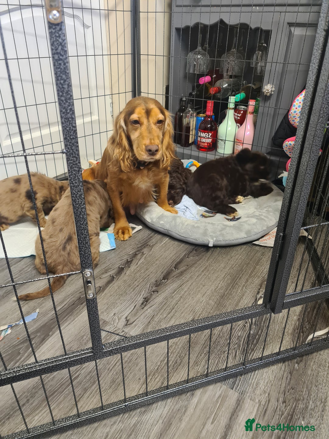 Cockapoo dogs for sale: Cockerpoo f2 - Advert 6