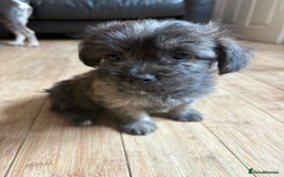 Mixed Breed dogs for sale: Fluffy Frenchie x Jackapoo  - Image 30