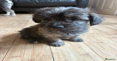 Mixed Breed dogs - Advert 2