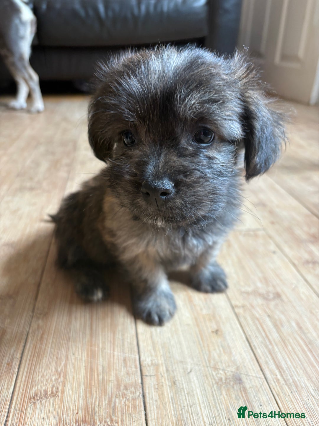 Mixed Breed dogs for sale: Fluffy Frenchie x Jackapoo  - Image 30