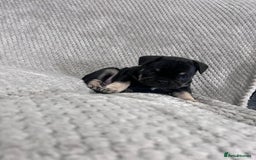 French Bulldog dogs for sale: Gorgeous Puppies ready to be reserved  - Image 7