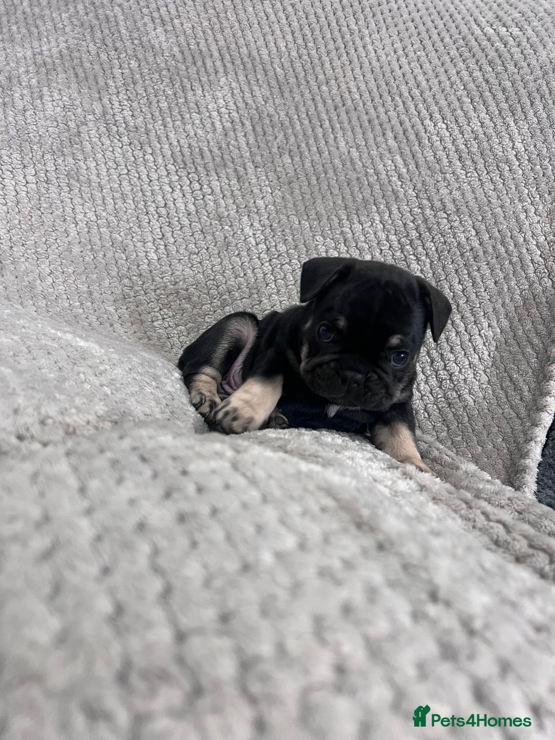 French Bulldog dogs for sale: Gorgeous Puppies ready to be reserved  - Image 7