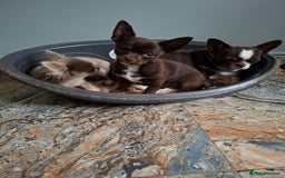 Mixed Breed dogs for sale: Chihuahua/Mix Boy Puppy for sale - Image 2