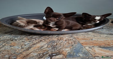 Mixed Breed dogs - Advert 4