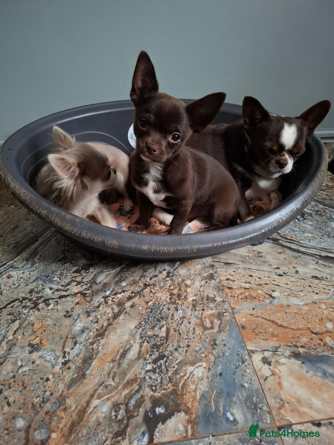 Mixed Breed dogs for sale: Chihuahua/Mix Boy Puppy for sale - Image 2