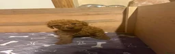 Cockapoo dogs for sale: Ready Now f1b Black & Brown Cockapoo Puppies! 🐾 in Scarborough - Advert 26