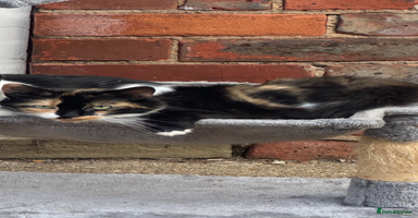 Mixed Breed cats Stunning fluffy grey boy - Advert 4