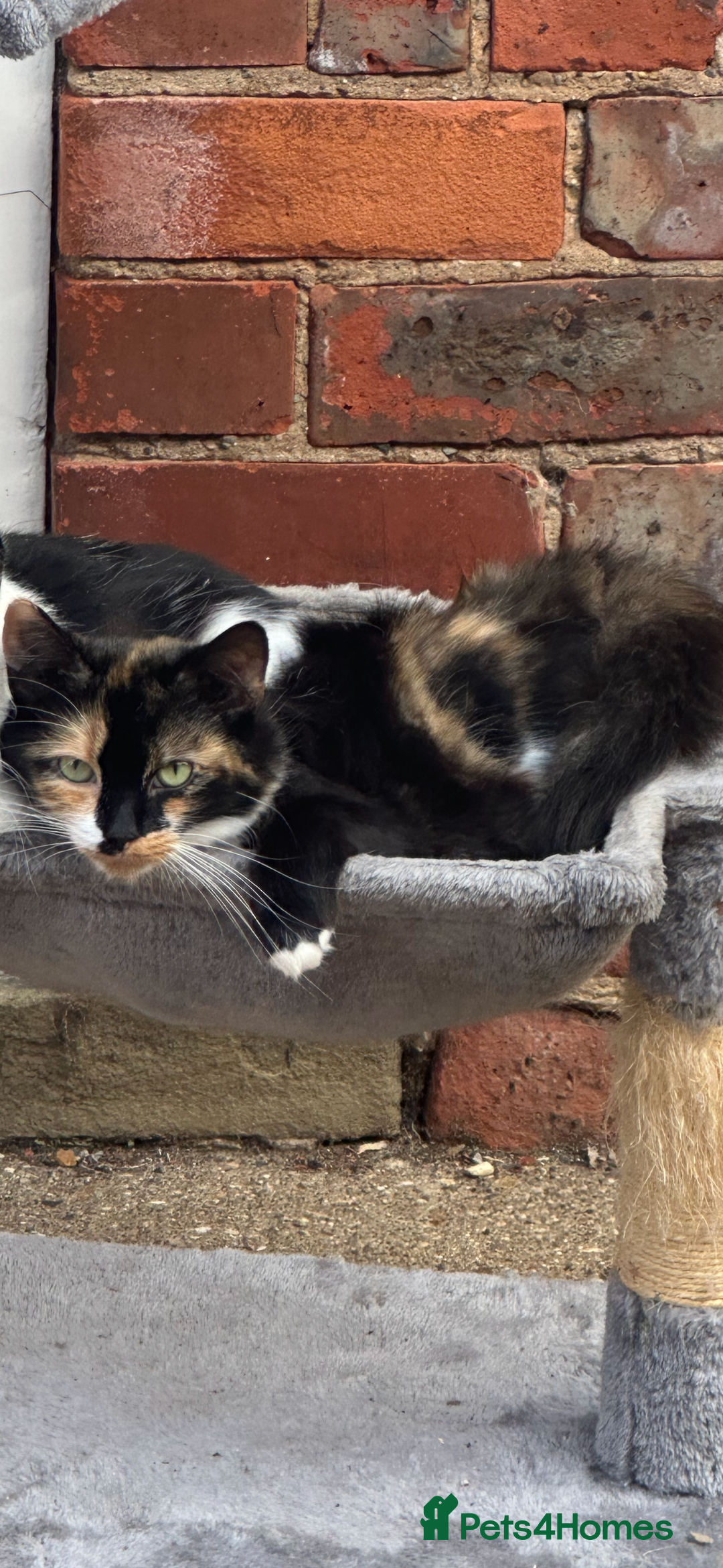 Mixed Breed cats for sale: Stunning fluffy grey boy - Advert 2