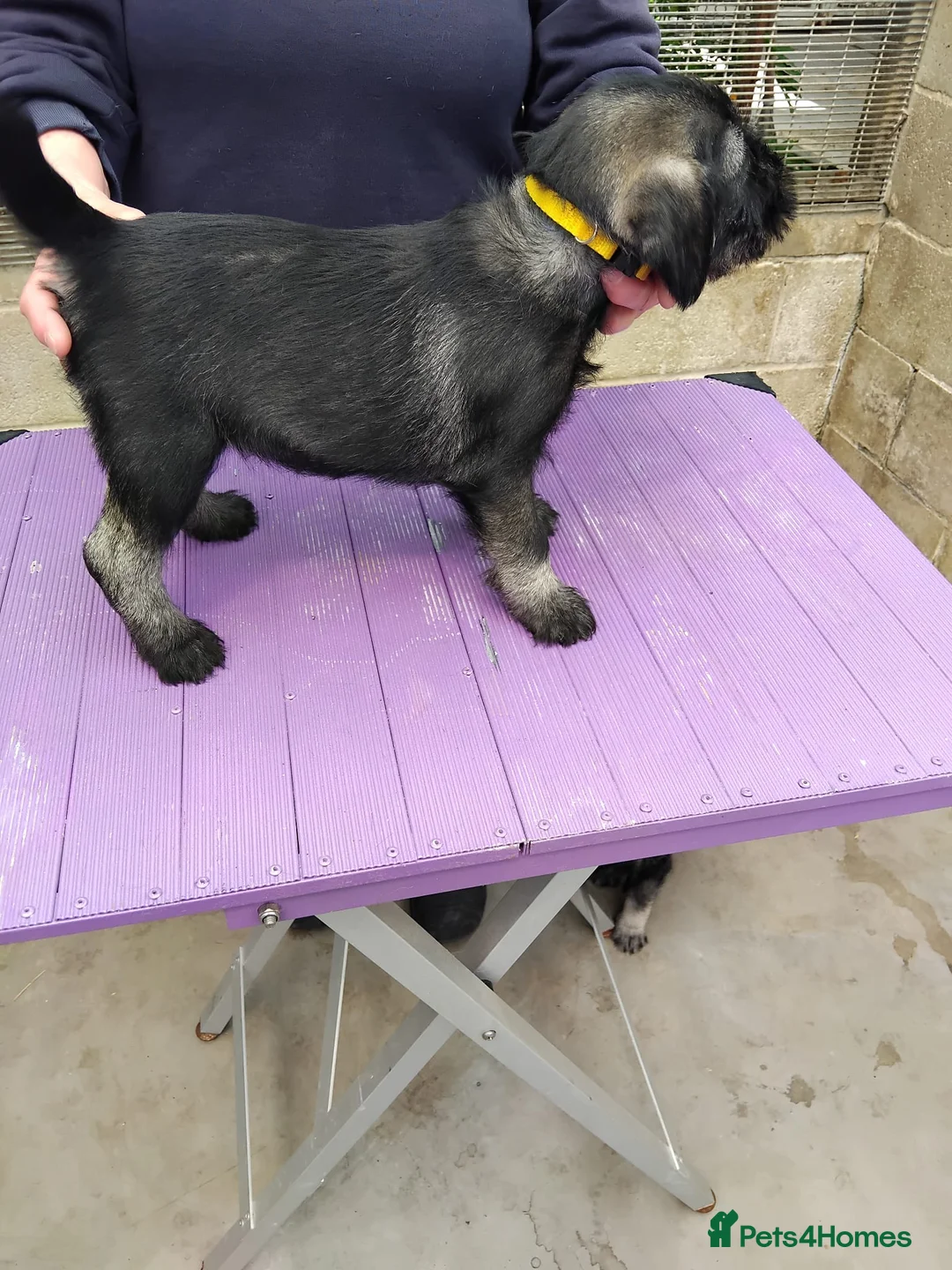 Schnauzer dogs for sale: Standard Schnauzer puppies for sale - Advert 2