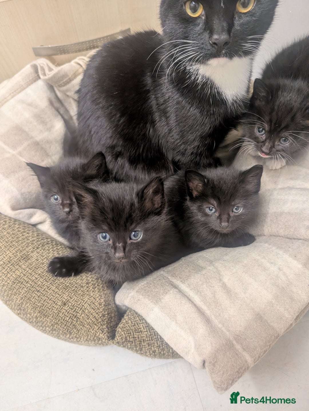 Mixed Breed cats for sale: *  8 week old not 12 weeks*Beautiful black litter - Advert 6
