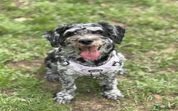 Mixed Breed dogs for sale: Cockapoo cross cavapoo pups  - Image 5