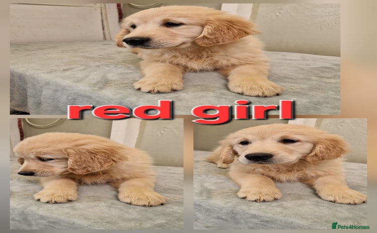 Golden Retriever dogs - Advert 7