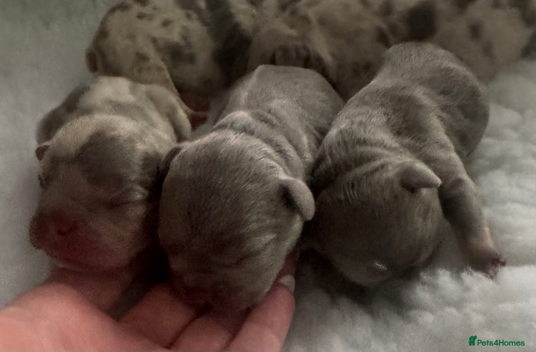 French Bulldog dogs for sale: Out standing french bulldogs merles carry fluffy - Advert 6