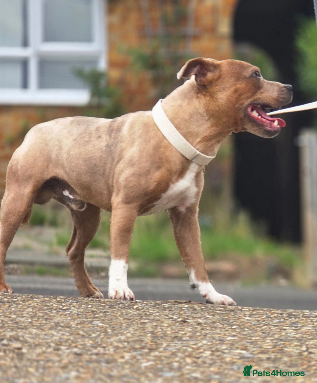 Staffordshire Bull Terrier dogs for stud: Blue Fawn Merle Stafford For Stud staffy staffie  - Image 2