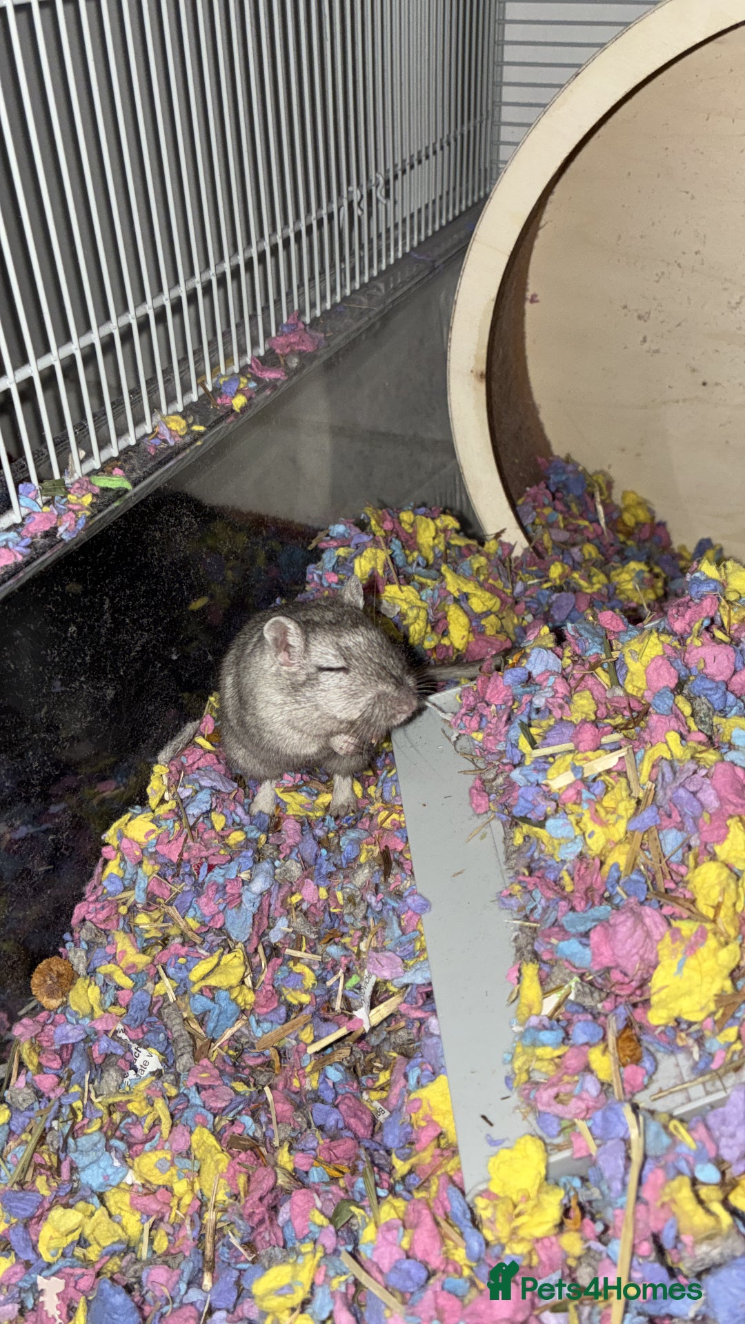 Gerbil rodents for sale: Gerbil  - Advert 1