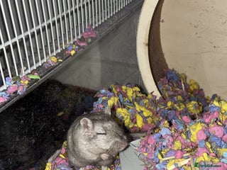 Gerbil rodents Gerbil - Advert 1