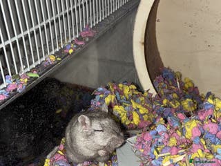 Gerbil rodents Gerbil - Advert 18