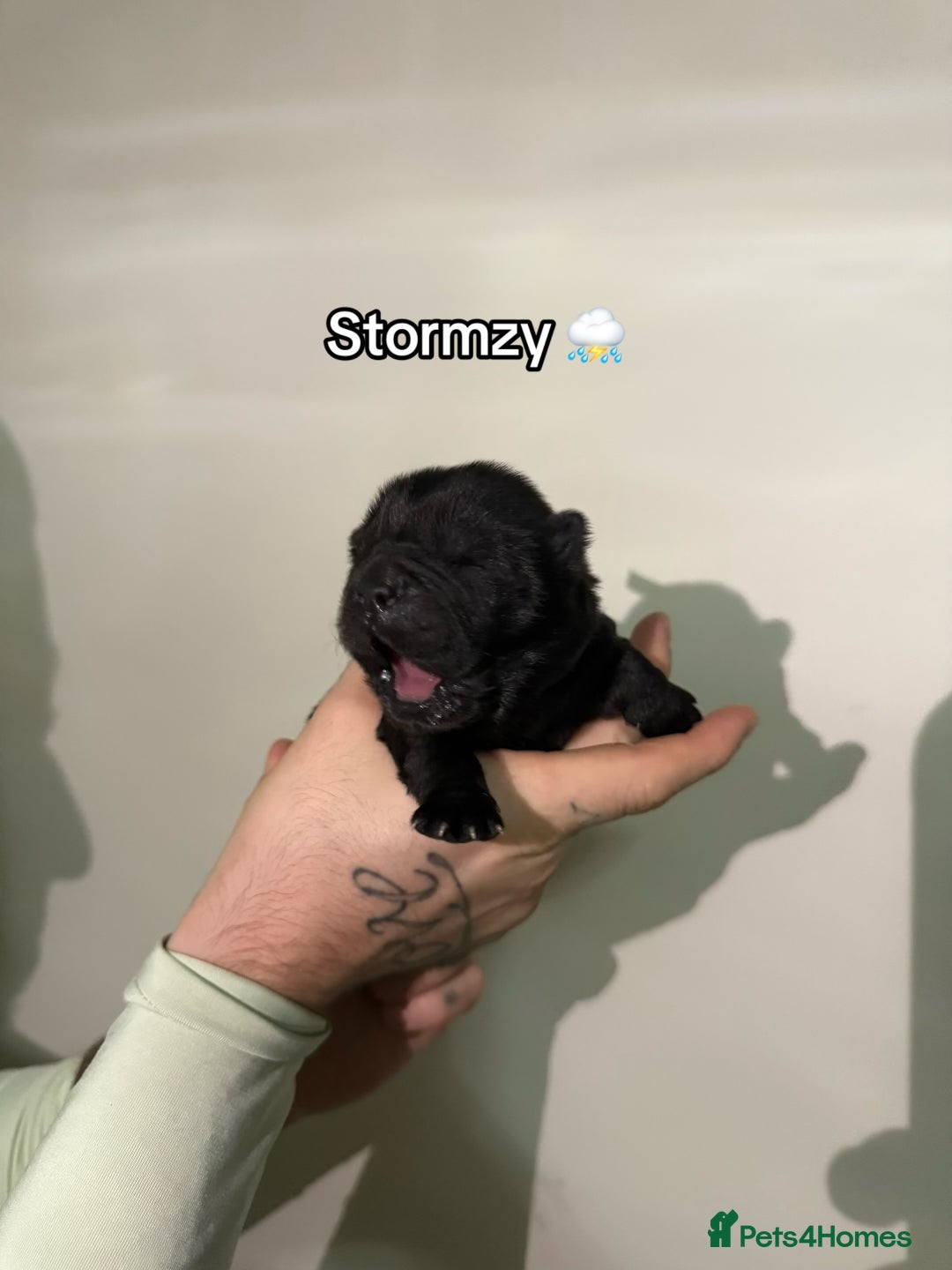 Chow Chow dogs for sale: 🍬Beautiful chow litter kc registered 🍬 - Advert 11