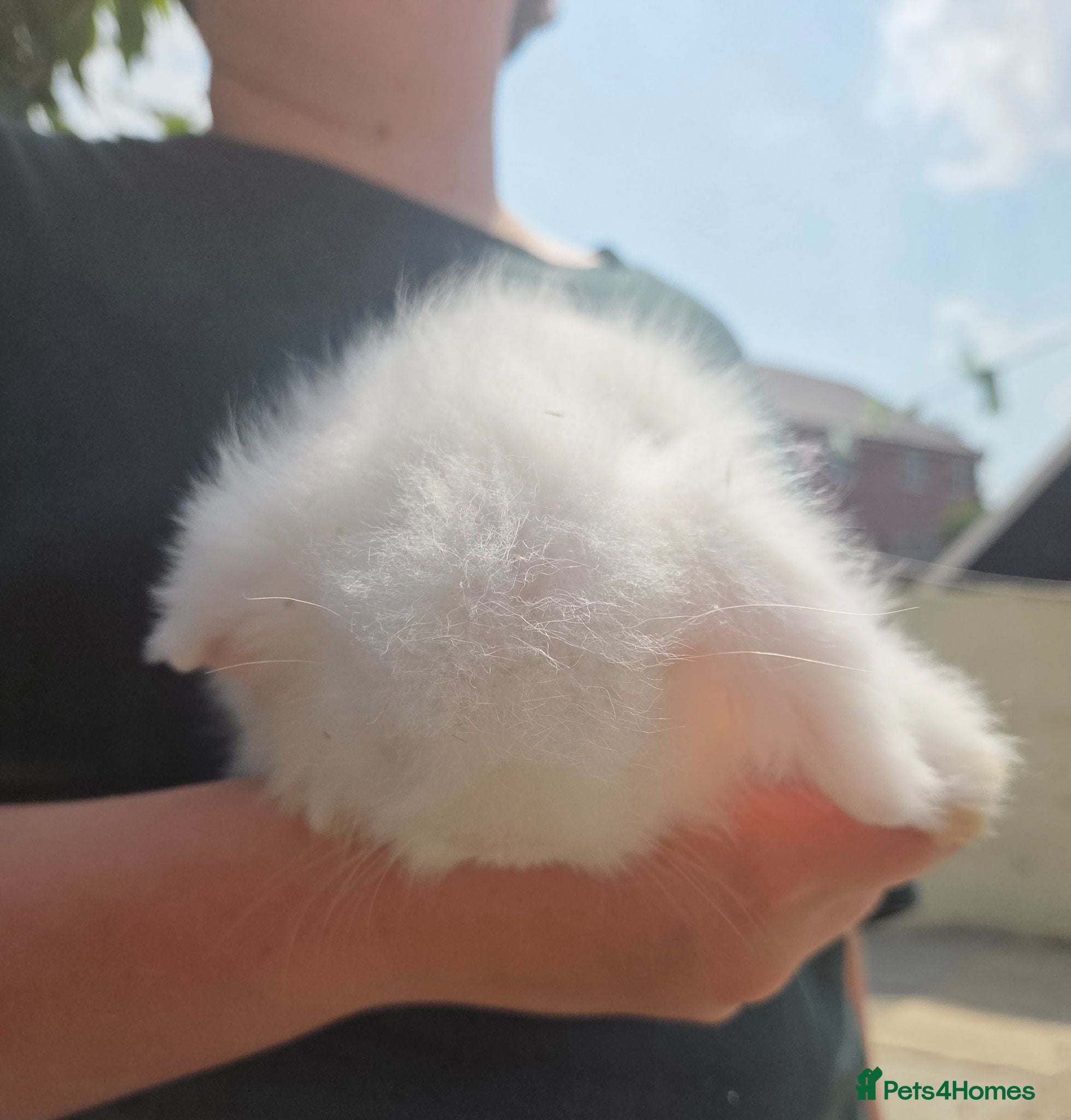 Angora rabbits Teddywidders ready to go now  - Advert 9