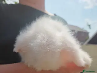 Angora rabbits Teddywidders ready to go now - Advert 9