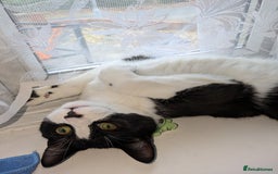 Mixed Breed cats for sale: 2 bothers. - Image 3