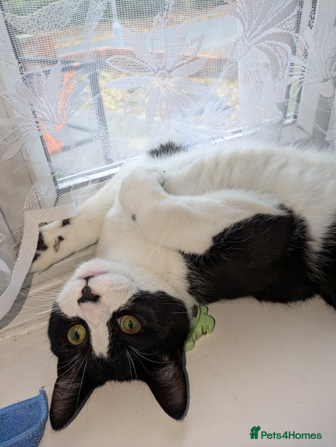 Mixed Breed cats for sale: 2 bothers. - Image 3