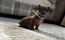 Miniature Dachshund dogs for sale: Miniature dachshunds - Image 21