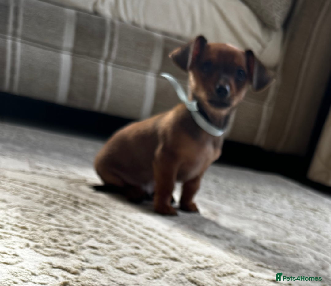 Miniature Dachshund dogs for sale: Miniature dachshunds - Image 21