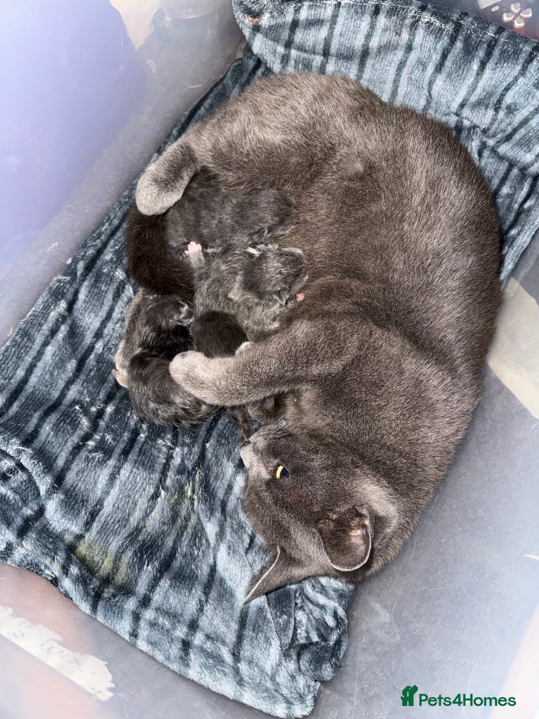 Mixed Breed cats for sale: Regular kittens - Image 23