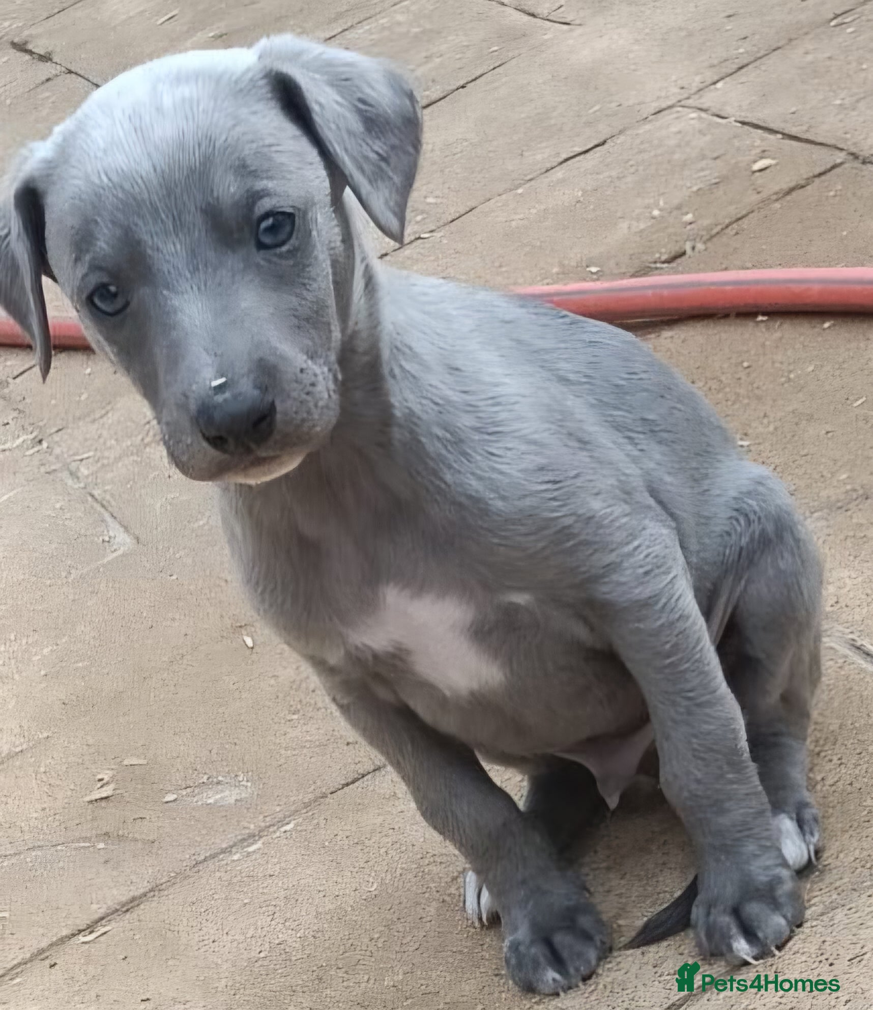 Whippet dogs Kc reg blue whippet pups  - Advert 3