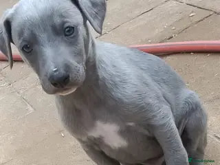 Whippet dogs Kc reg blue whippet pups - Advert 3