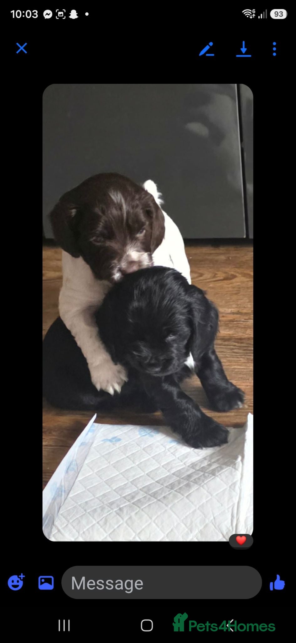 Cocker Spaniel dogs black female cocker  - Advert 16