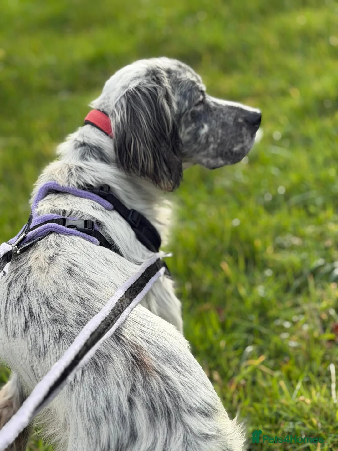 English Setter dogs for adoption: Iru   - Advert 7