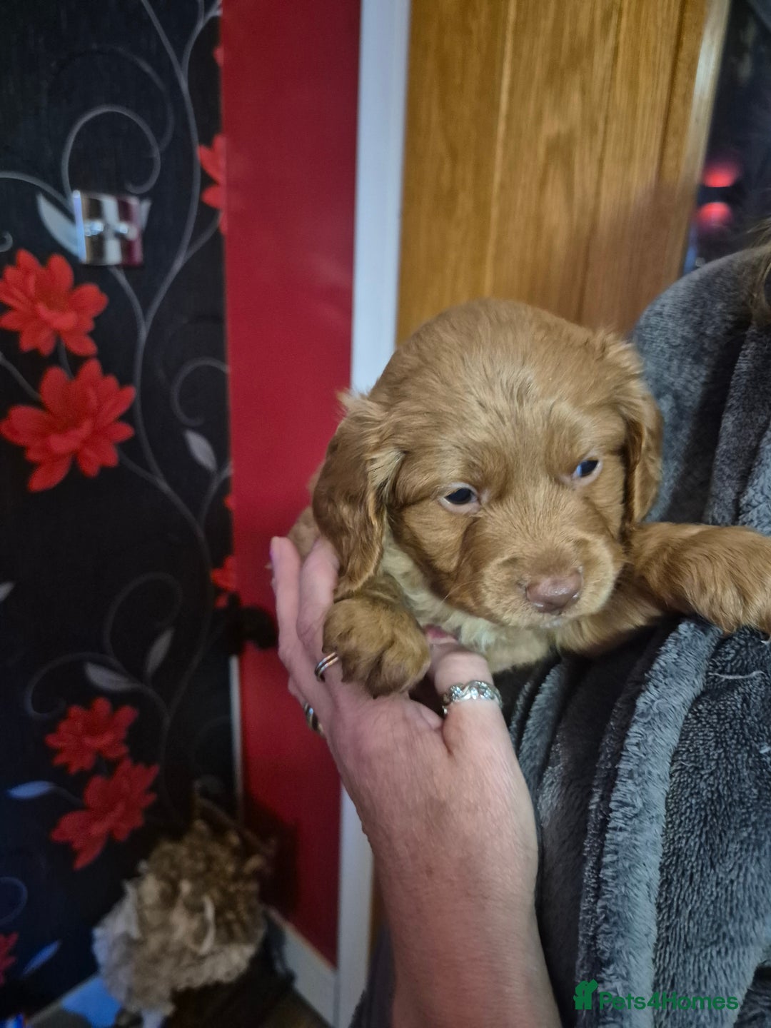 Cockapoo dogs for sale: Cockapoo - Image 7