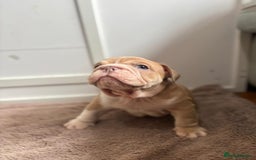 English Bulldog dogs for sale: Beautiful English Bulldog Puppies - Image 8