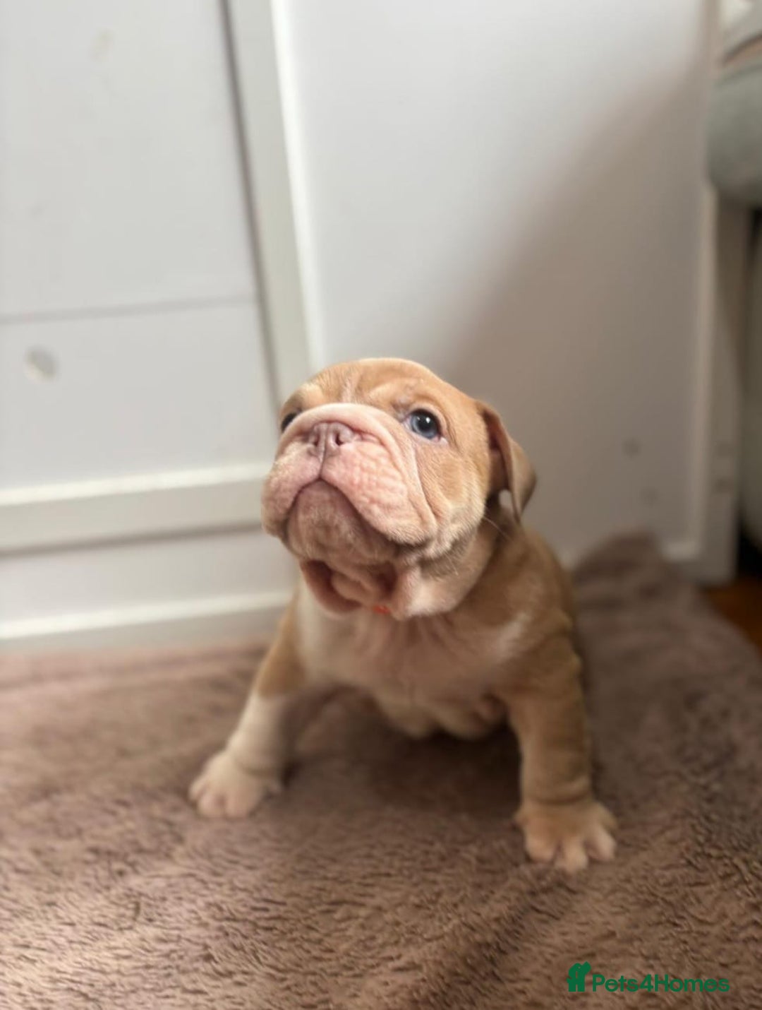 English Bulldog dogs for sale: Beautiful English Bulldog Puppies - Image 8