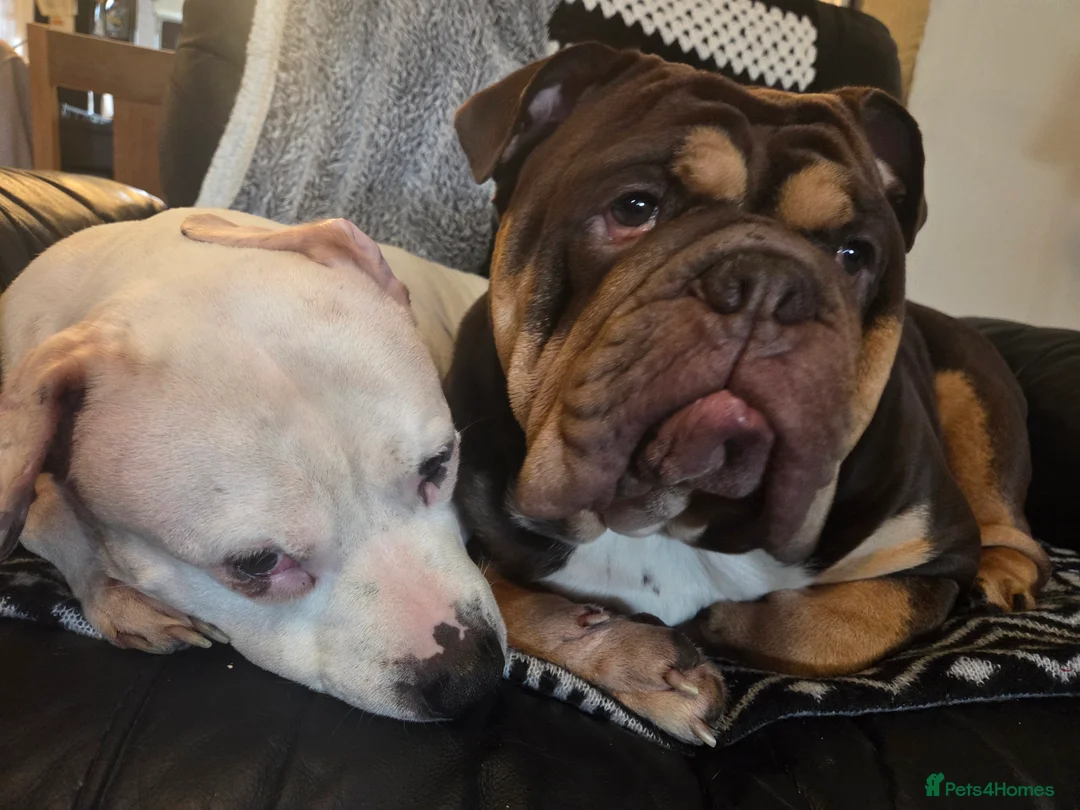 English Bulldog dogs for stud: Bulldog Stud - Advert 5