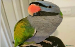 Parrots birds for sale: Baby derbyan tamed talking parrot  - Image 3