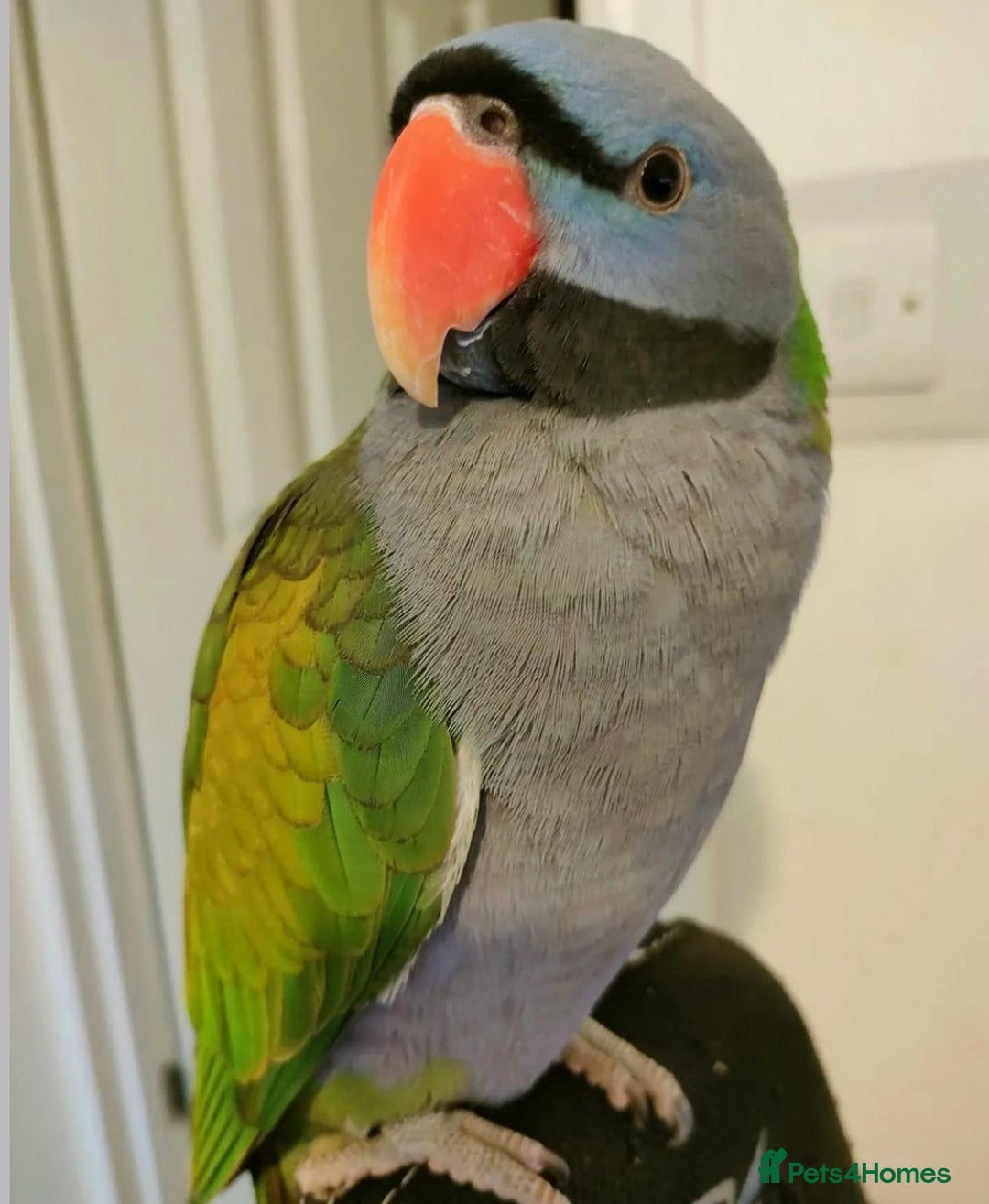 Parrots birds for sale: Baby derbyan tamed talking parrot  - Image 3