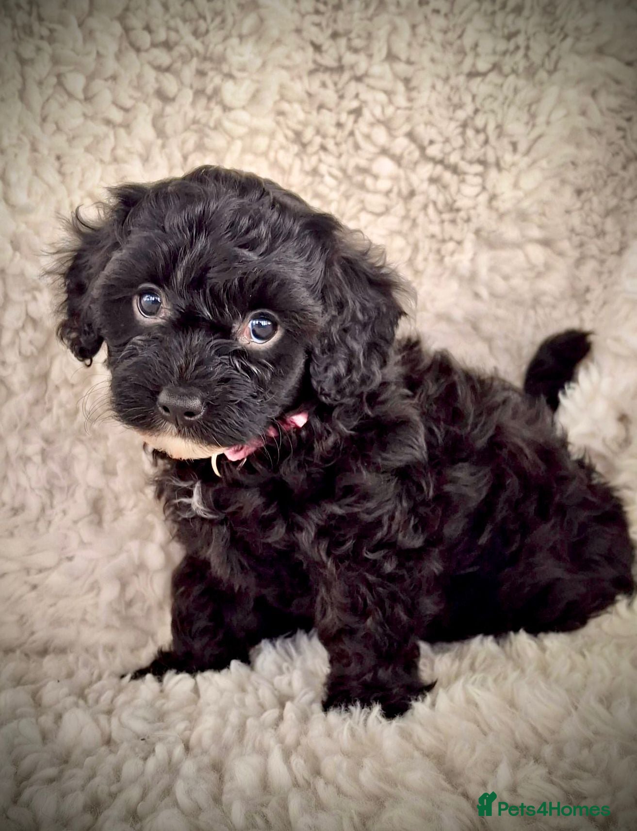 Maltipoo dogs Six beautiful Maltipoo puppies - Advert 2