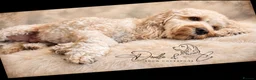 Cockapoo dogs for sale: Stunning health tested F1b Cockapoo puppies - Advert 5
