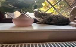 Mixed Breed cats for sale: Tabby kitten  - Image 2