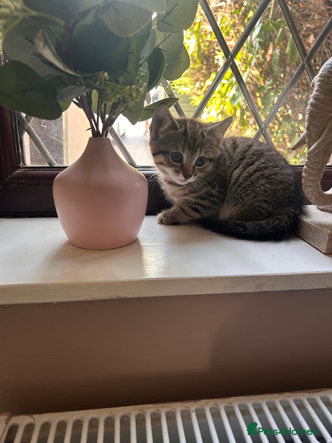 Mixed Breed cats for sale: Tabby kitten  - Image 2