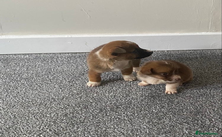 Jack Russell dogs two jack russell puppies for sale  - Advert 6