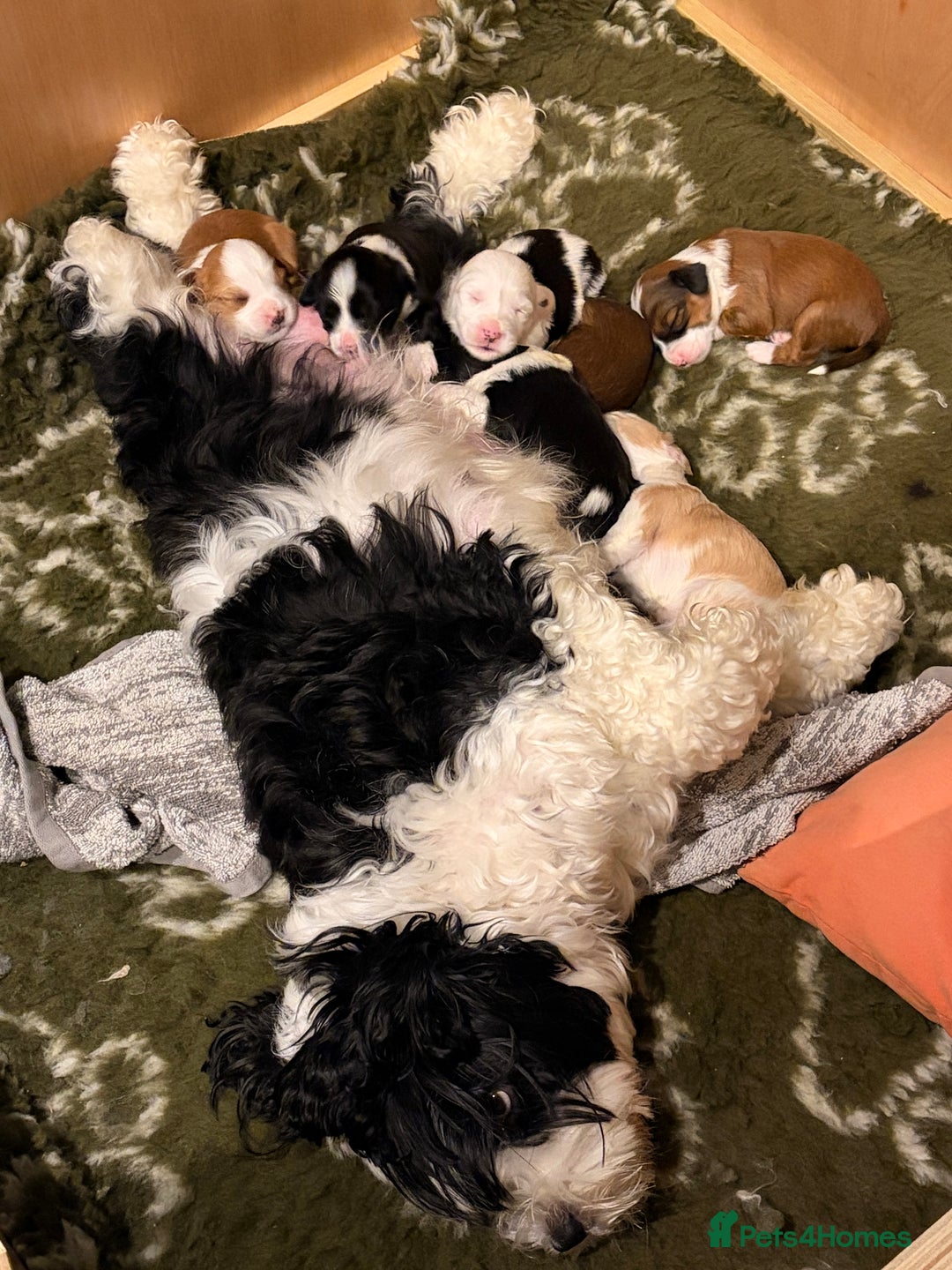 Tibetan Terrier dogs for sale: Beautiful Tibetan Terriers - Advert 6