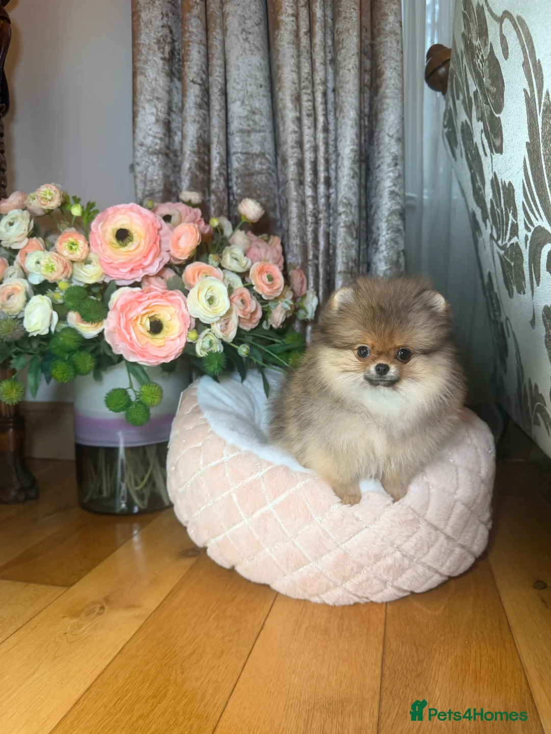 Pomeranian dogs for sale: Orange teddy bear type Pomeranian boy and girl - Advert 3