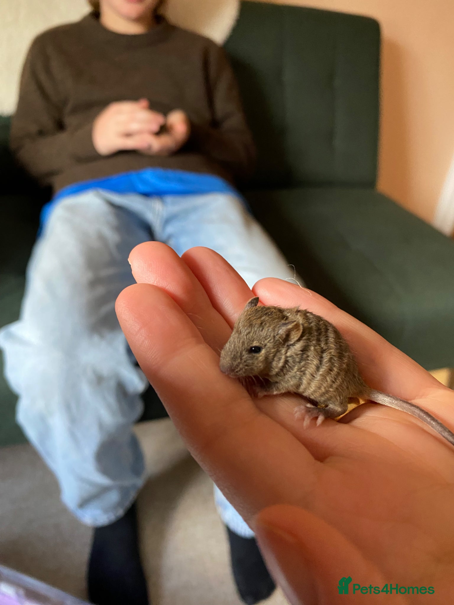 Mouse rodents Baby mice  - Advert 2